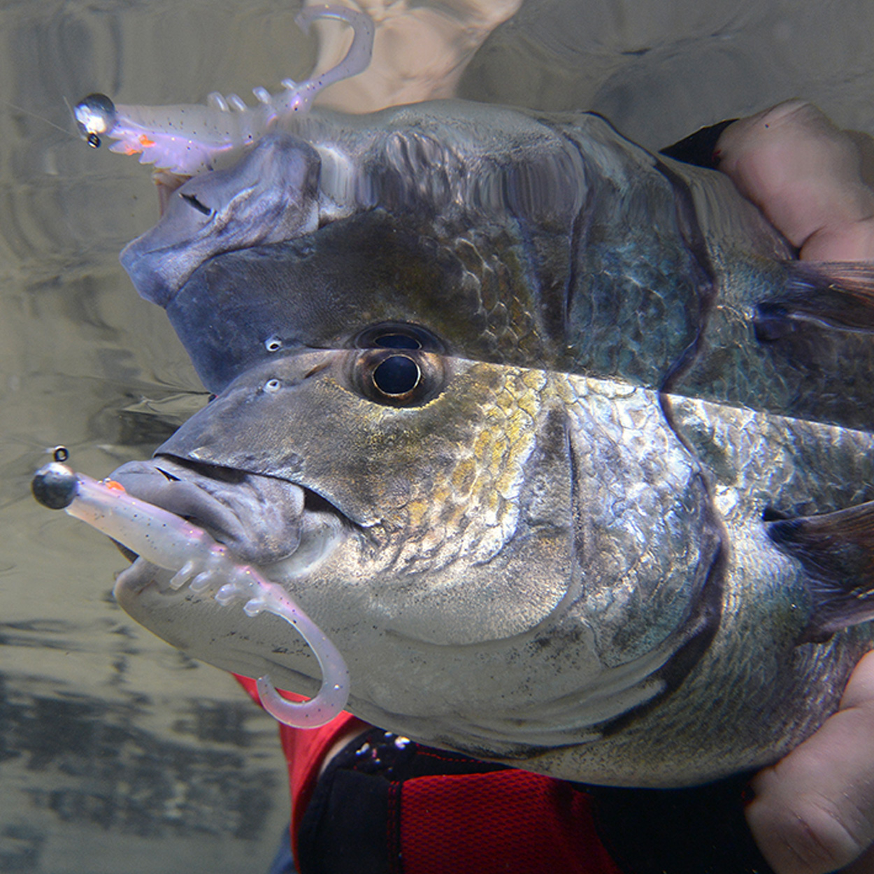 Starlo's Five Top Tips for catching Bream on Squidgies