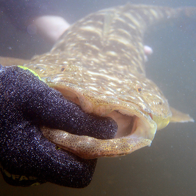 Catching Flathead Part 1