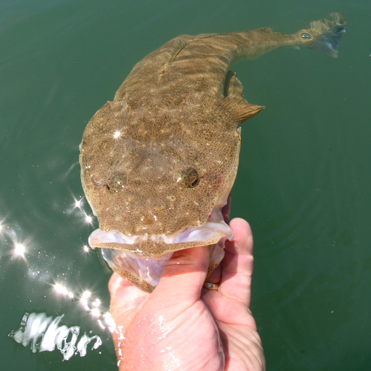 Catching Flathead Part 2