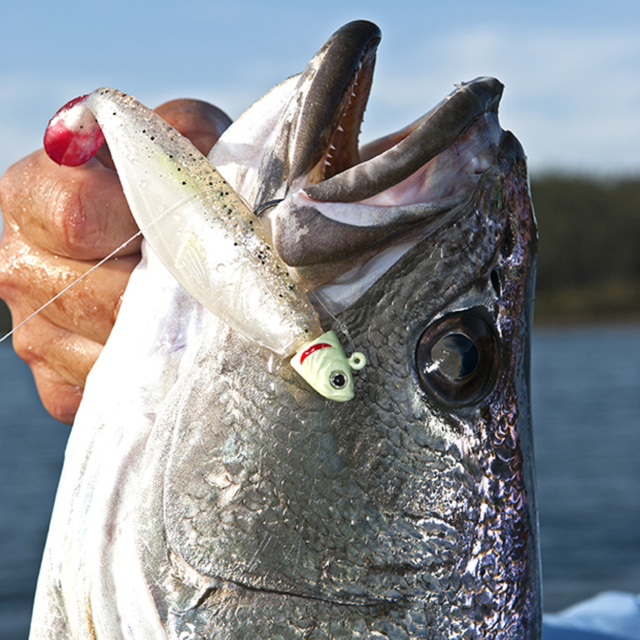 Catching Mulloway on Squidgies: Part 2