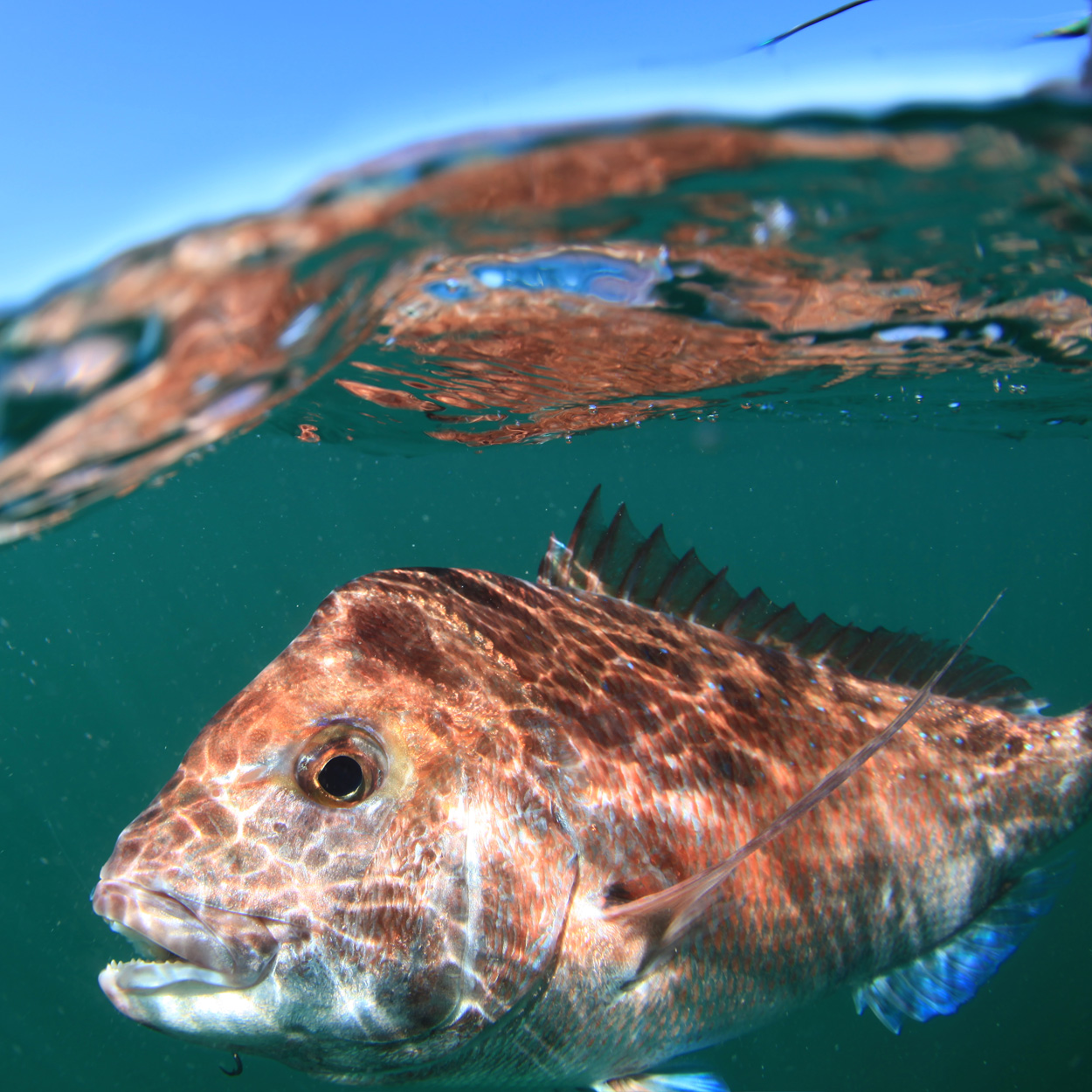 Catching Snapper on Squidgies Part 1