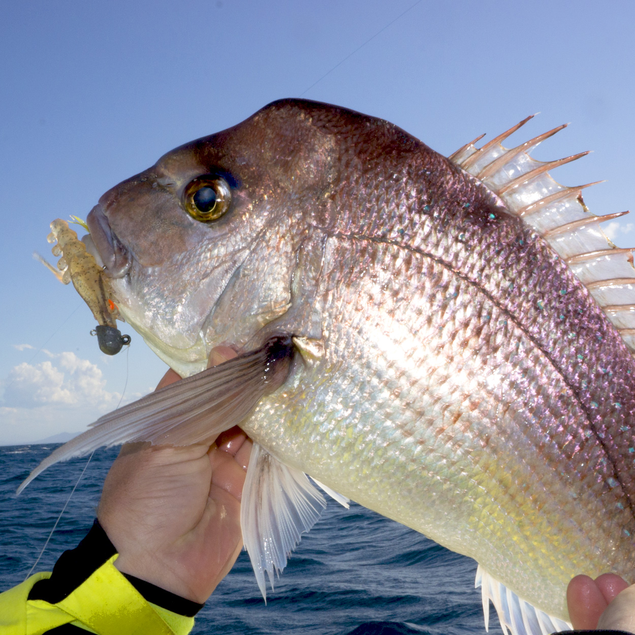 Catching Snapper on Squidgies Part 2