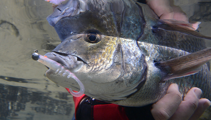 Starlo's five top tips for catching Bream on Squidgies