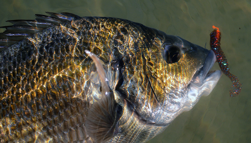 Starlo's five top tips for catching Bream on Squidgies