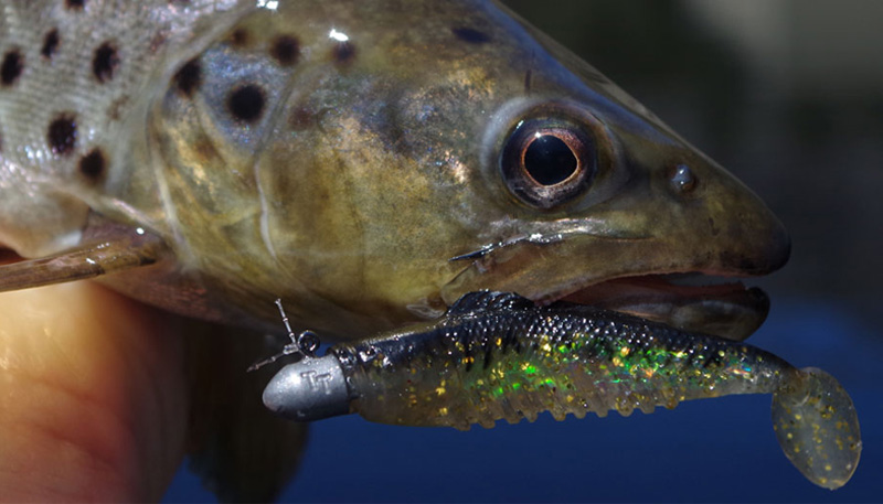 Trout fishing with soft plastics everything you need to know 
